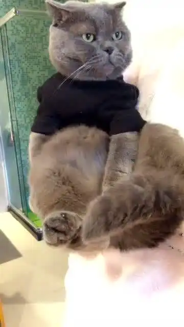 猫咪在主人怀里摆着一副不理人的表情,是不是太高冷了