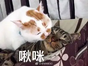 蛋友贴图专版