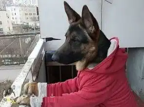 搞笑gif趣图妹子,你也太霸气了吧,修理汽车的姿势可真够女汉子
