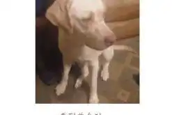 朋友买了三只染色小鸡,这深深的即视感