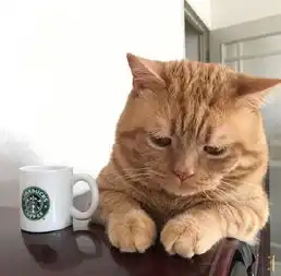 日本小丧猫凭厌世脸火遍全网,心都被萌化了