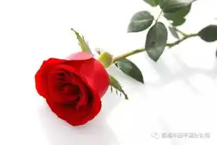 浪漫七夕幸福欢乐送平湖都通丰田