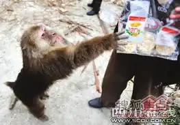 冒个泡泡,发发帖子野生猴群下山向居民讨食引游客围观组图