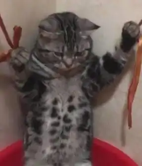 猫咪不愿意洗澡,被主人五花大绑,看到它的表情后,网友笑惨了结果