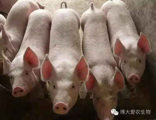 猪价反弹在即解除生猪限制调运是谣传
