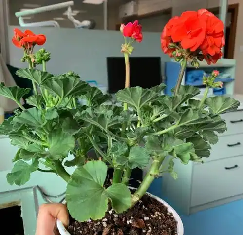 夏天就养4种驱蚊花,清凉又舒适,越养越喜欢