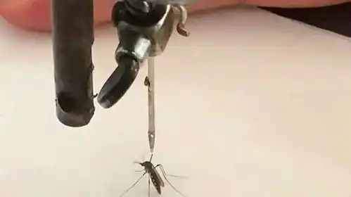 硬核灭蚊名场面,万物皆有灵,但蚊子除外,看着太解气了搞笑