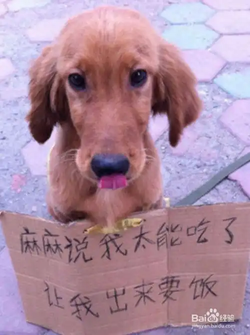 炉石战神龙牧是怎么回事