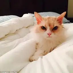 生气猫在国外社交网站走红眉头紧锁不高兴