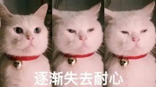 被主人宠坏的猫咪,会有这六种表现,你家猫中枪没