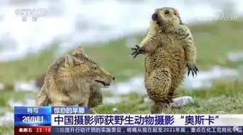 旱獭惊恐照潜伏3小时才拍到,颇具幽默感,成了表情包的绝佳素材