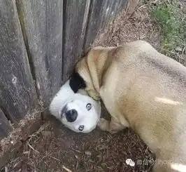 同是被卡住了,柴犬和哈士奇谁赢了