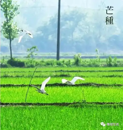芒种丨高考季有忙有种有收,人生才会不落空