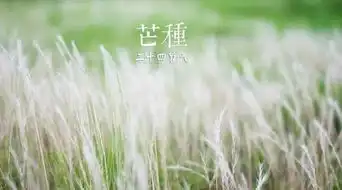 今日芒种一食一事一节气