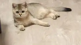 金渐层给小猫猫做了几个表情包,顺便附上一段无聊吃播