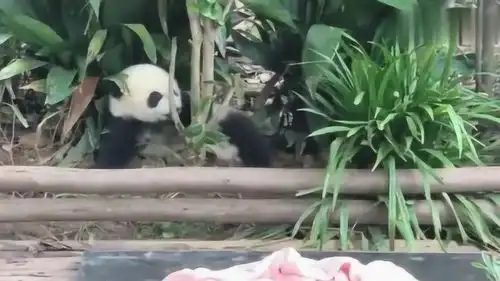 熊猫小熊猫被树卡住了,接下来小熊猫的表情,太萌了