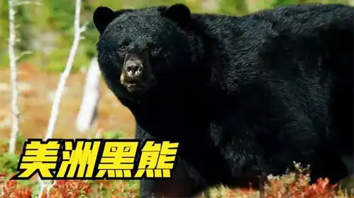 美洲黑熊赶海找对象两不误