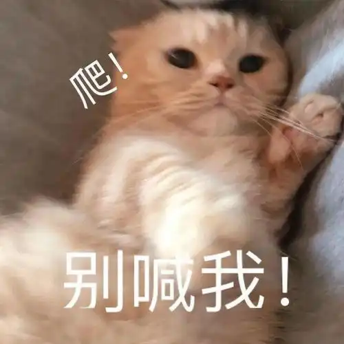 看完这只猫,我的心都化了