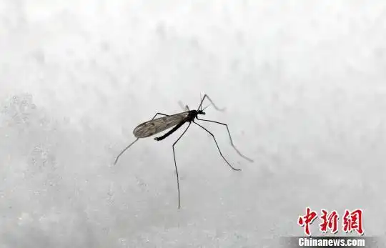 自然界奇葩在寒冬腊月的户外翩翩起舞的大蚊子竟然还繁衍子孙