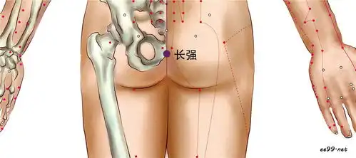 长强穴的准确位置图和作用,长强穴功效,长强穴图片