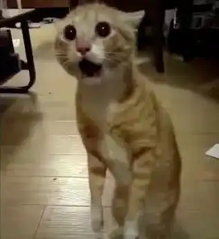 抖音上的6大神猫,图一粉丝超四千万,最后一个把猫粮都输光了