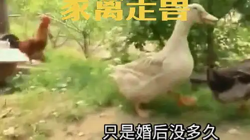 鸡与鸭的故事动物解说神奇动物在抖音动物搞笑视频