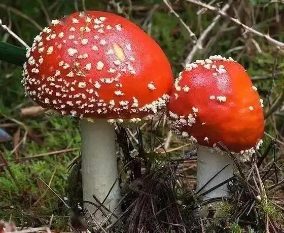 关于禁食野生蘑菇致家长的一封信
