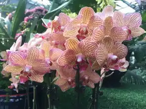 情人节送花不如送她一片花海月季园两万余株春花等着你附春节文化活动,连嗨十天
