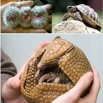 丘隐的相册