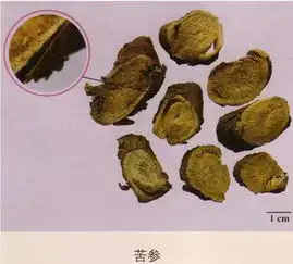 203种常用中药的鉴别及彩图汇总