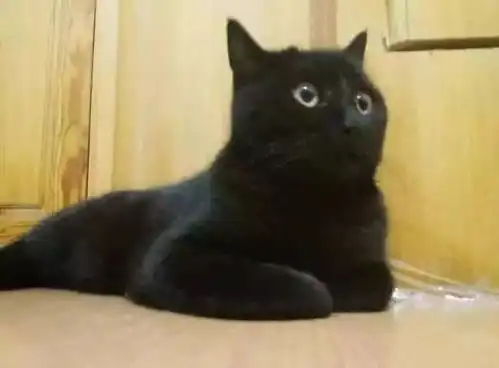 幽默笑话现在,有些猫可以成精了