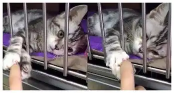 偶遇一只猫咪,当女子伸手后,猫咪的举动让人为之动容