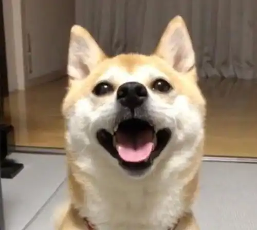 柴犬被宠主捉弄,表情立马变得凶狠起来,可下一秒却主动笑着认怂