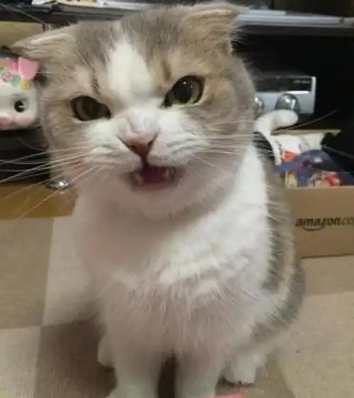 主人新买了猫粮让猫咪试吃,猫吃完后表情大变,这表情让人笑哭搜狐...
