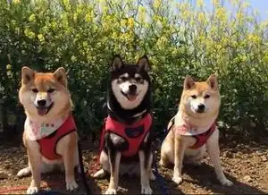 干货篇柴犬生病的症状及护理方法