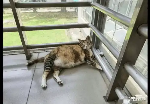 纸条上写着猫咪在减肥请勿投食,猫咪一脸不满的表情继续喂啊