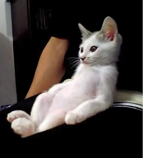 猫咪的搞笑图片