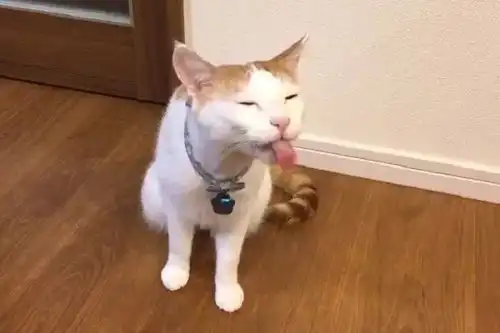 正经猫咪被二货主人带跑偏,睡觉也被恶搞成表情包