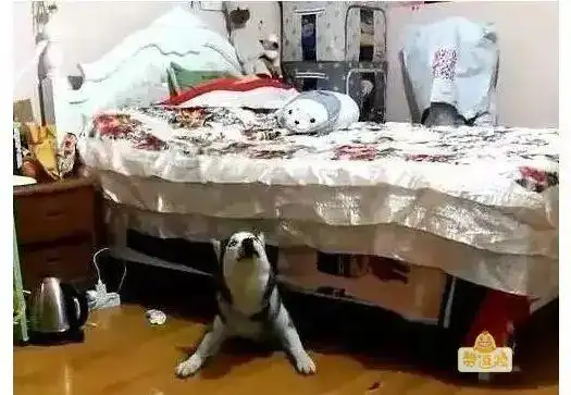 搞笑图片哈士奇,一定是上帝创造狼时打的草稿