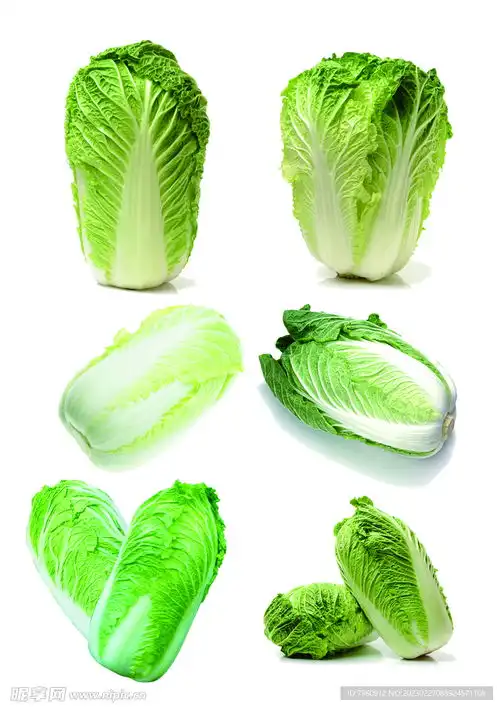白菜设计图蔬菜