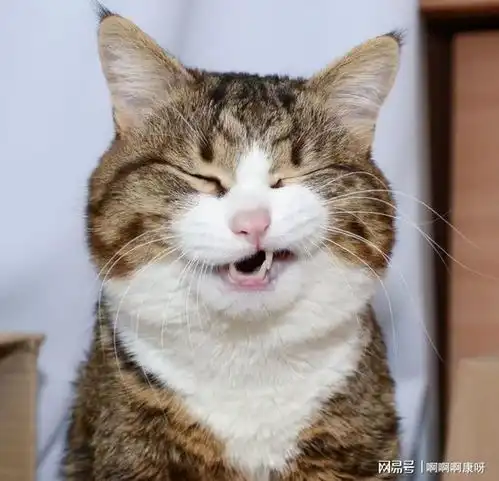 猫咪上完厕所之后,为什么不会埋粑粑,原因其实很简单,你知道吗