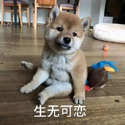 搞笑gif段子别进来,都出去,我翻译的对么