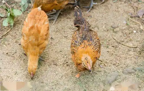 劳动节里的秘密,妈妈农场鲲鹏养鸡场火热开工丨为爱而动