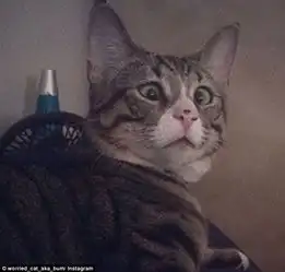 呆萌担心猫走红网络8274568教育图片库大视野