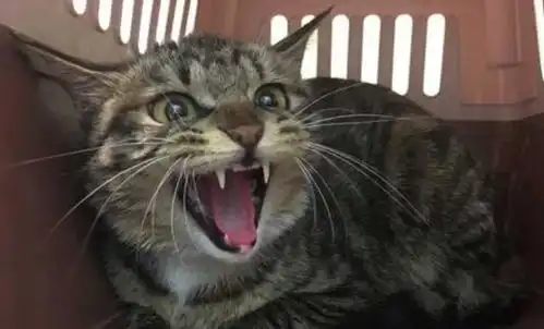 最难伺候的7种猫,你们才是主子,敢养的敬你是汉子