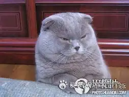 百变猫咪给力表情令你喷饭