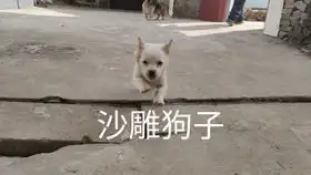 笑skr人沙雕狗子们的惨案