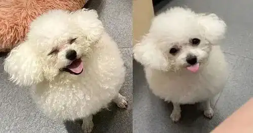 巷口惊见圆滚小棉羊还会汪汪叫,骗过超多路人阿姨