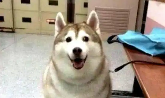 柴犬体重超标已达上限,被迫必须减肥,看到奶奶换的饭盆后懵逼了