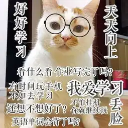 熊表情包的名字叫什么爱猫